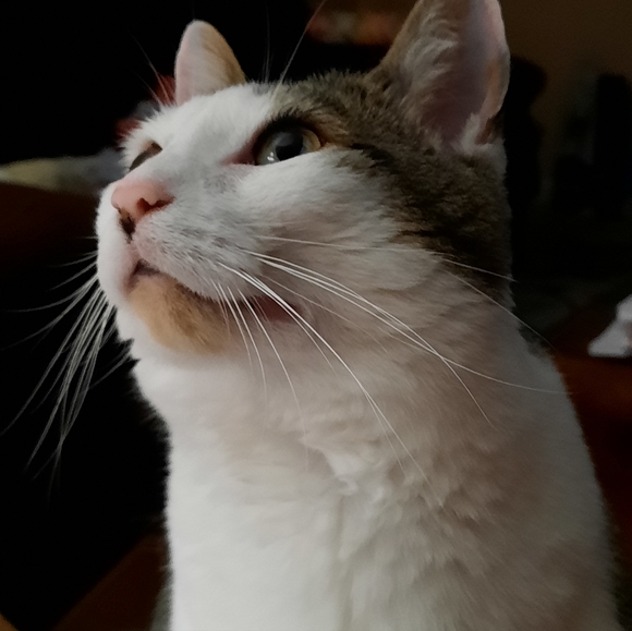 Used Cat - Picture 3 of 5